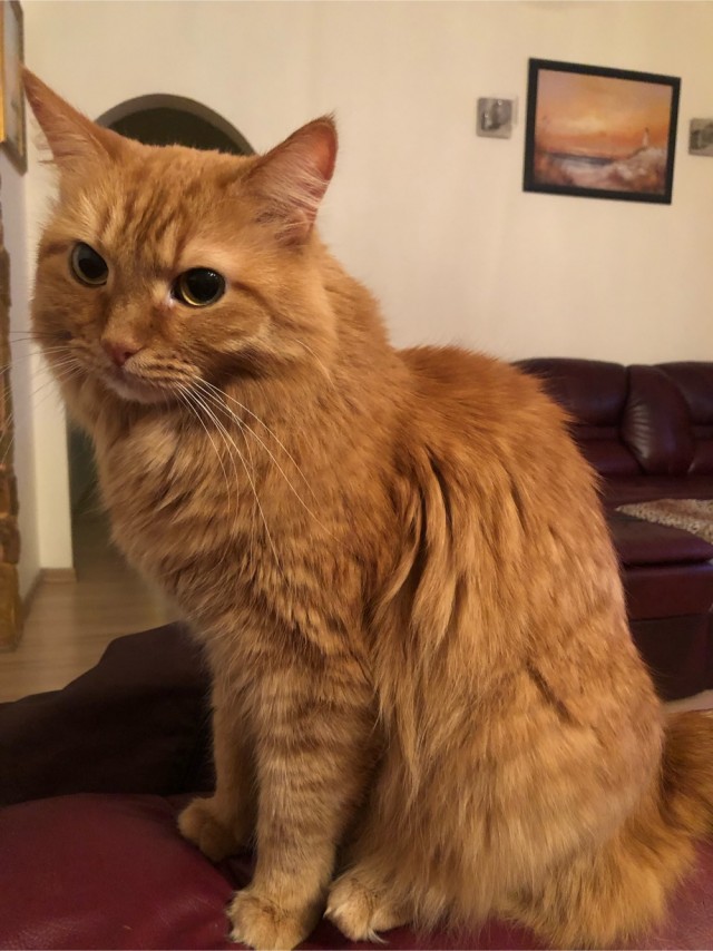 Котовторник так котовторник