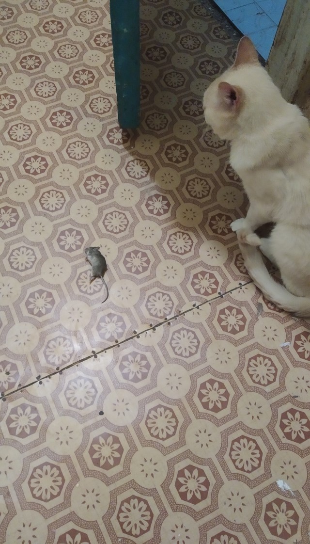 Я принес тебе дохлую мышь...