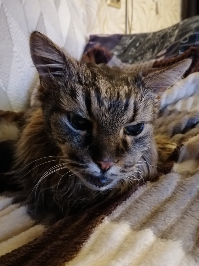 Котовторник, пополнение