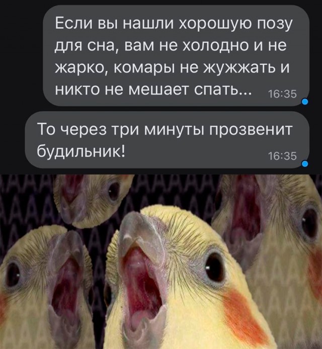 Весёлый полтишок 18.11.22