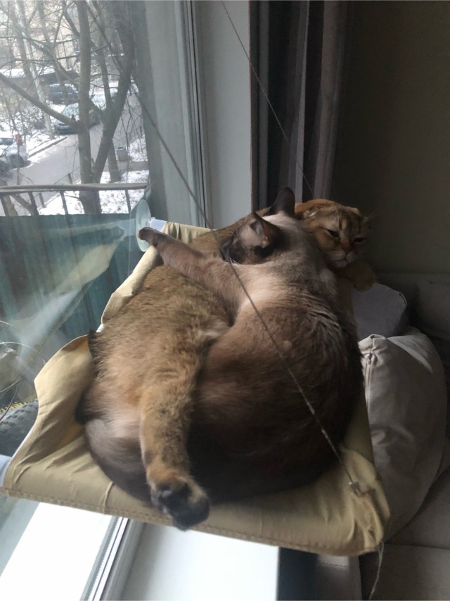 Котоюмор на ЯП. Веселые кото-картинки!