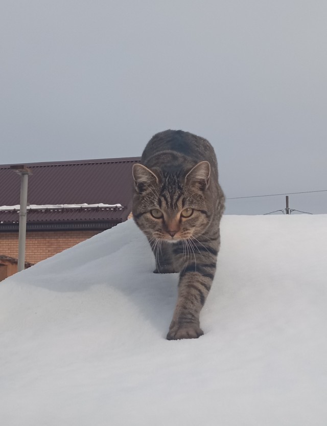 Доброе утро, ЯП
