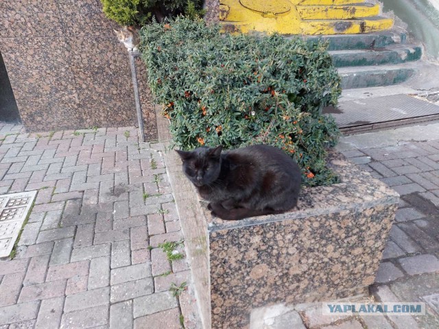 Котики Стамбула