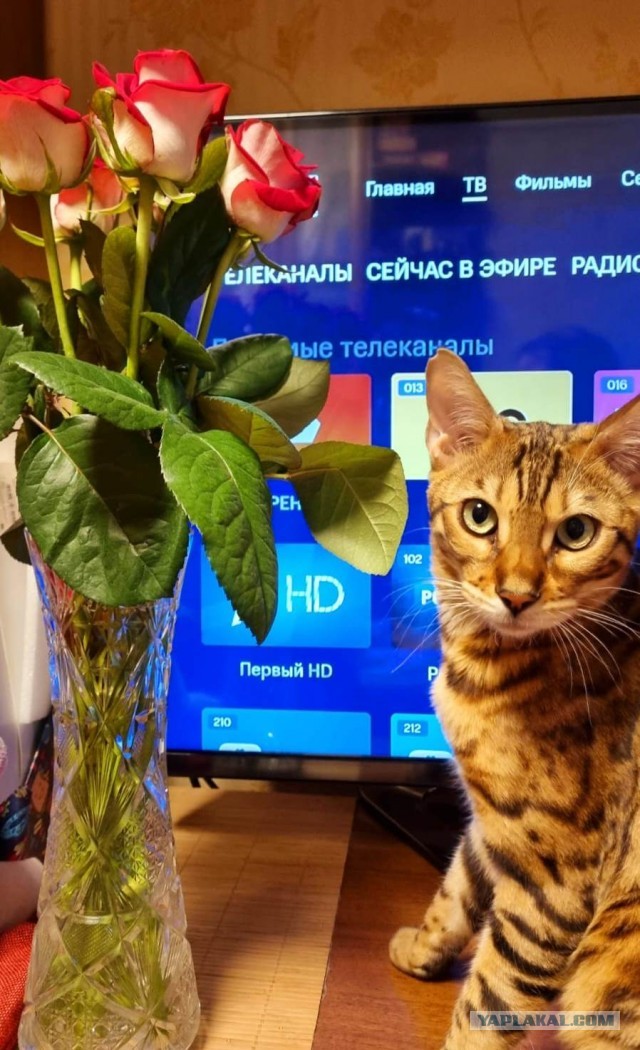 Моя Розетка