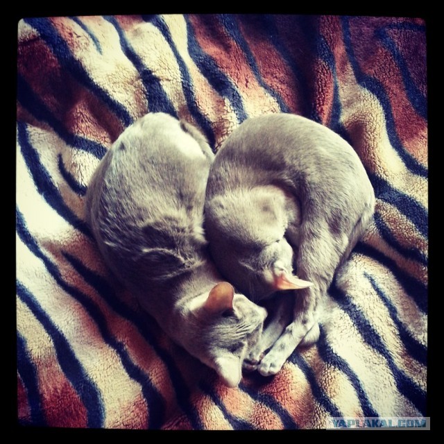 Котовторник 09.04.2013