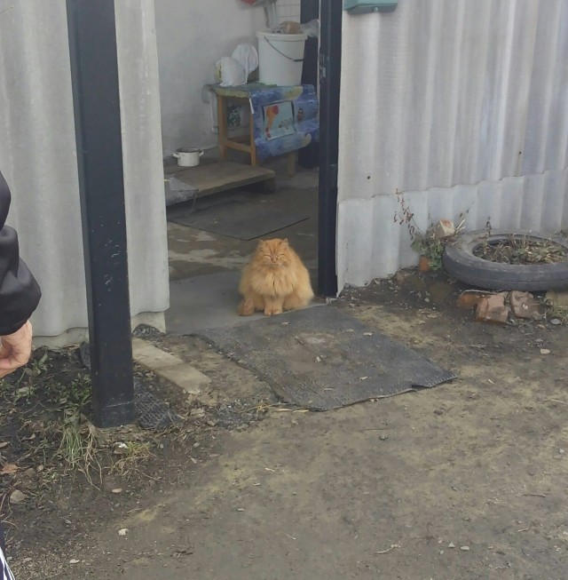 Финский наёмник