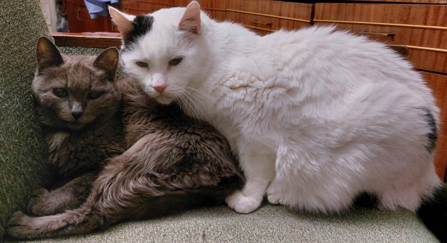 Котовторник! 16+ Коллеги-рабы, отмечаемся, у кого хозяину много лет!