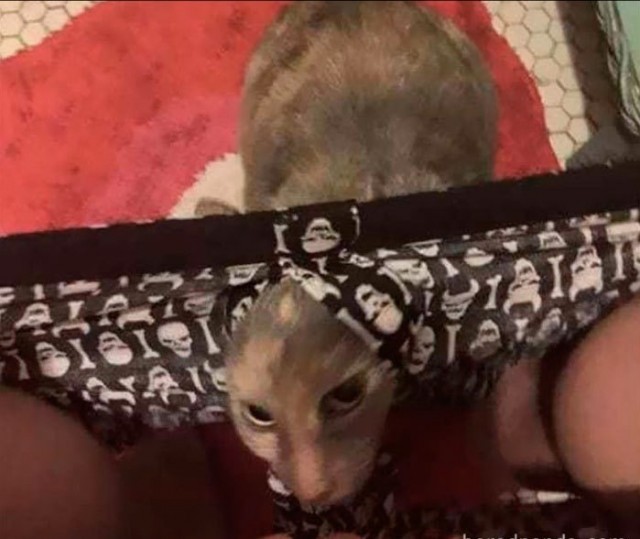 Мой котовторник..