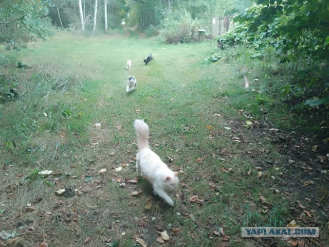 Жизнь домашнего приюта для котеек 466