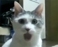 Интересный окрас кота