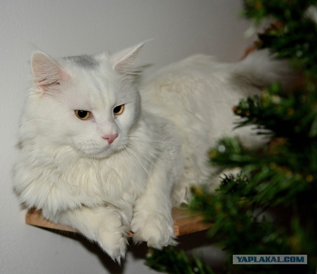 Новогодний кот