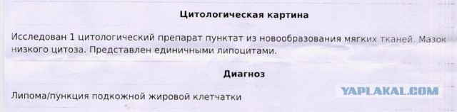 Жизнь домашнего приюта для котеек 478