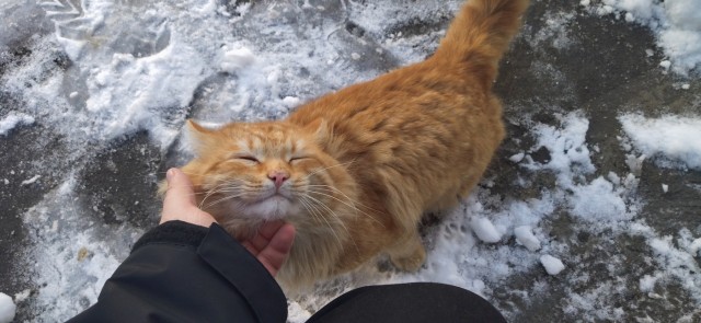 Котовторник