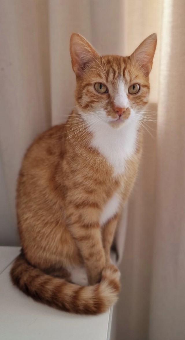Котовторник!