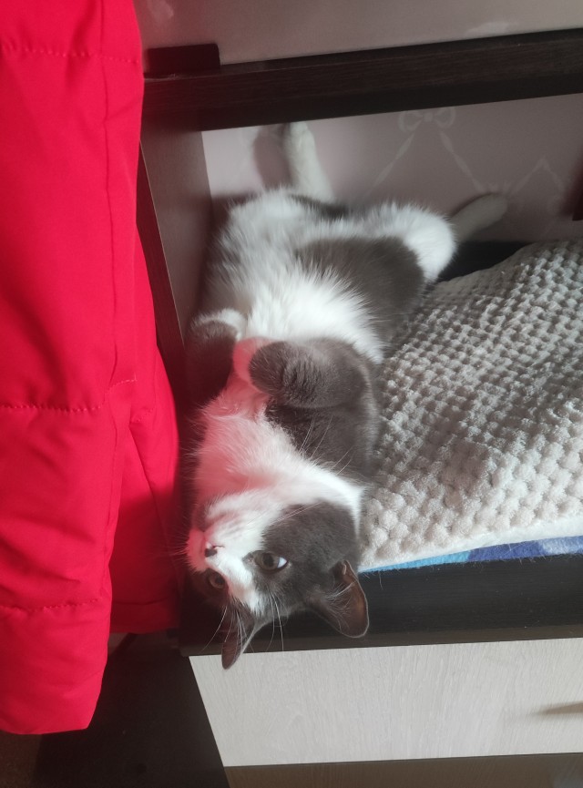 Котовторник в картинках