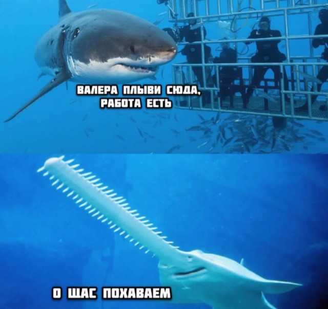 Так себе картинки 23.11.24