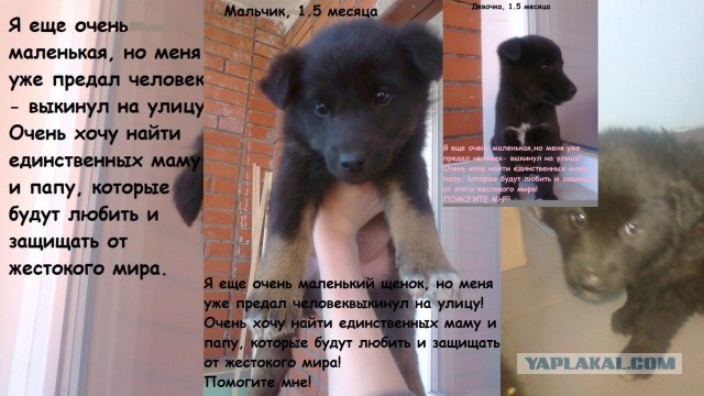 Минус 40 и мешок со щенками...