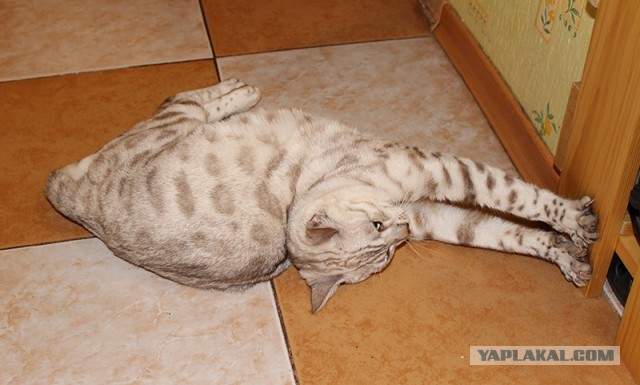 О бенгальских котах на наглядном примере