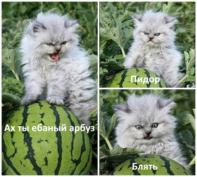 Мое почтение
