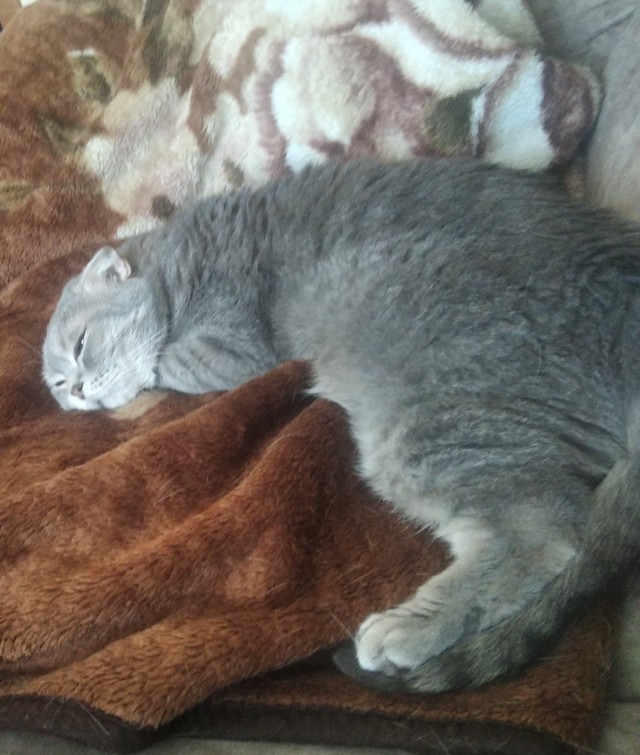 Это что, котовторник?