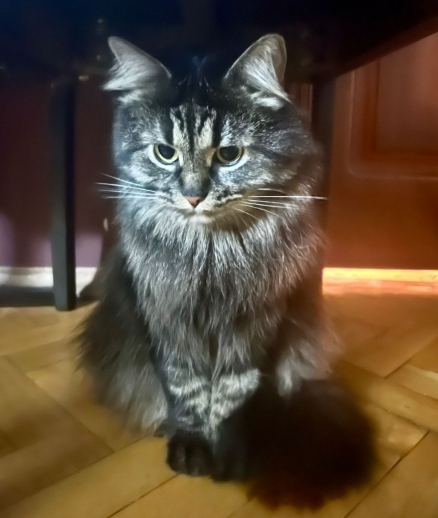 Вот какая стала кошка
