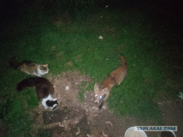 Жизнь домашнего приюта для котеек 547