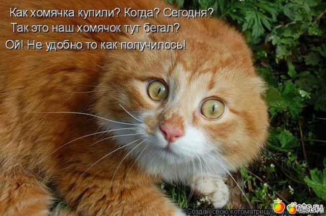 К котовторнику: подборка картинок-баянов с котиками и про котиков. Выпуск 13