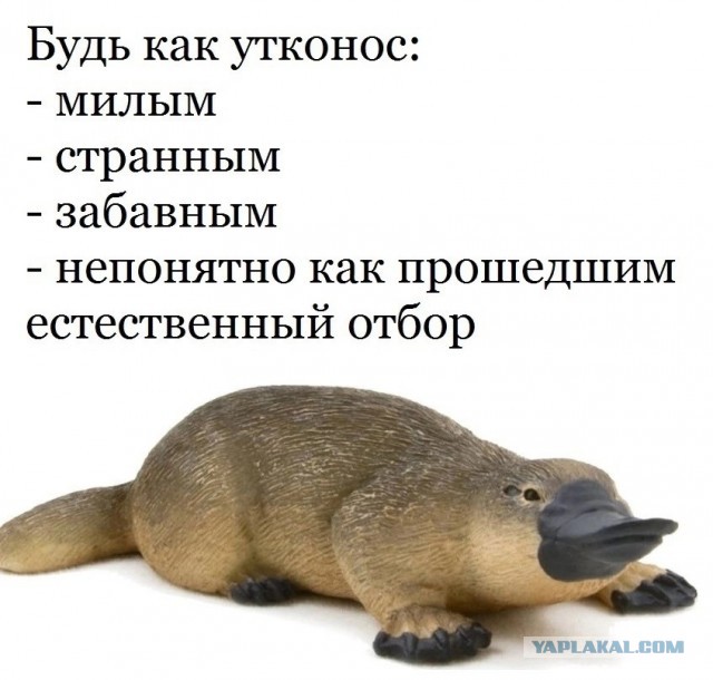 Так себе картинки 20.07.25