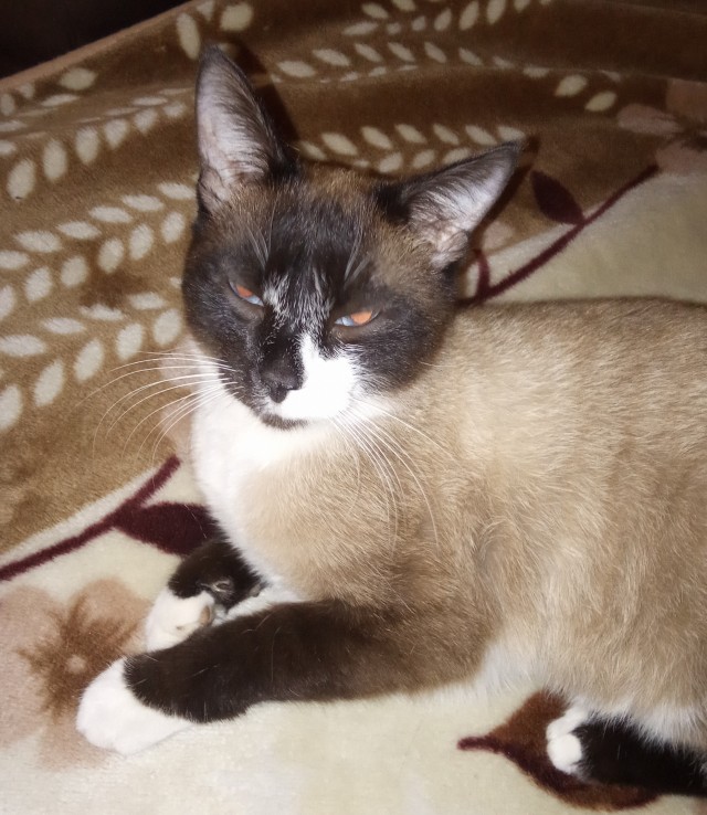 Сноу шу, или шуз,как вам угодно...