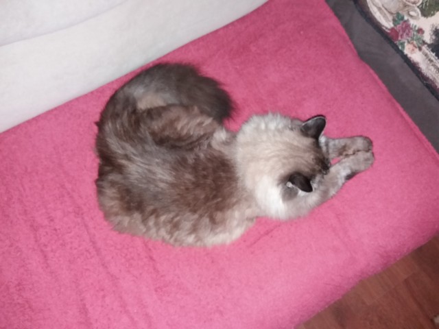 Спящих котеек тред