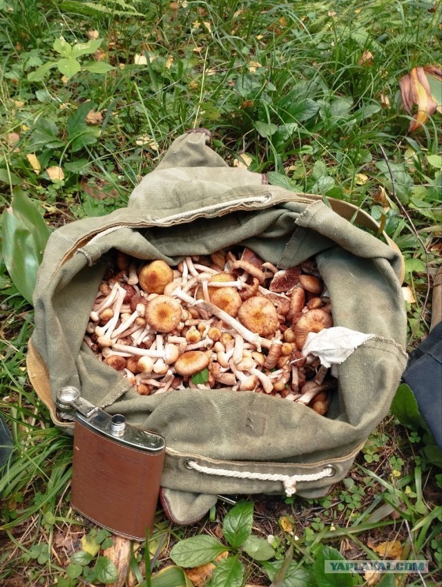 Выросли на даче...