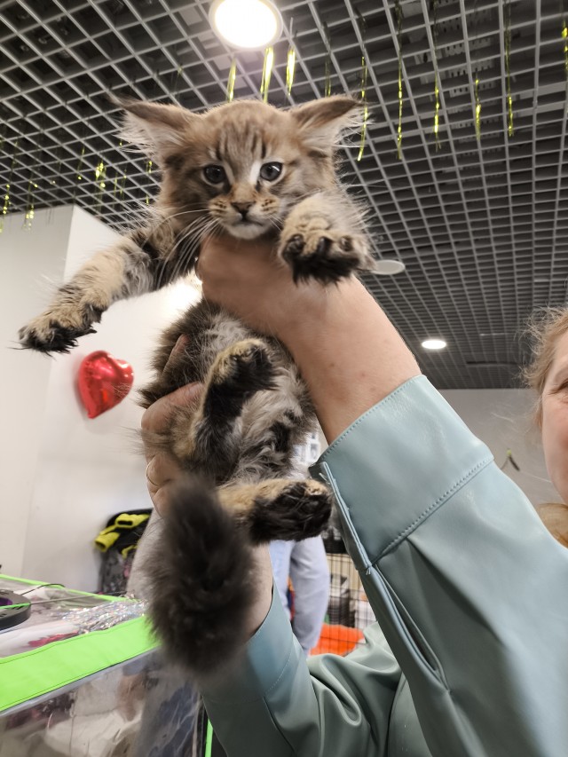К предстоящему котовторнику