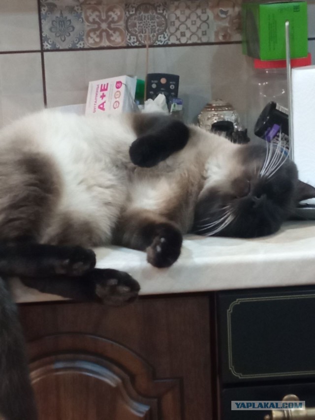 Спящих котеек тред
