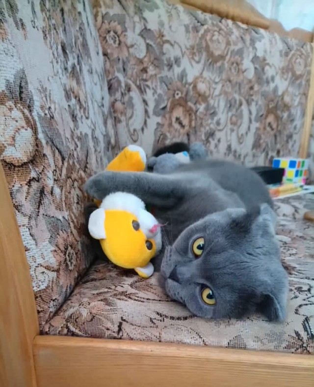 Котовторник 21.10.2025