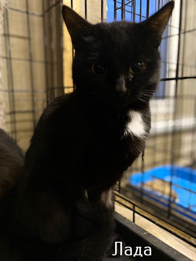 Жизнь домашнего приюта "Котоленд" 518