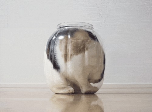секрет кошачьей акробатики
