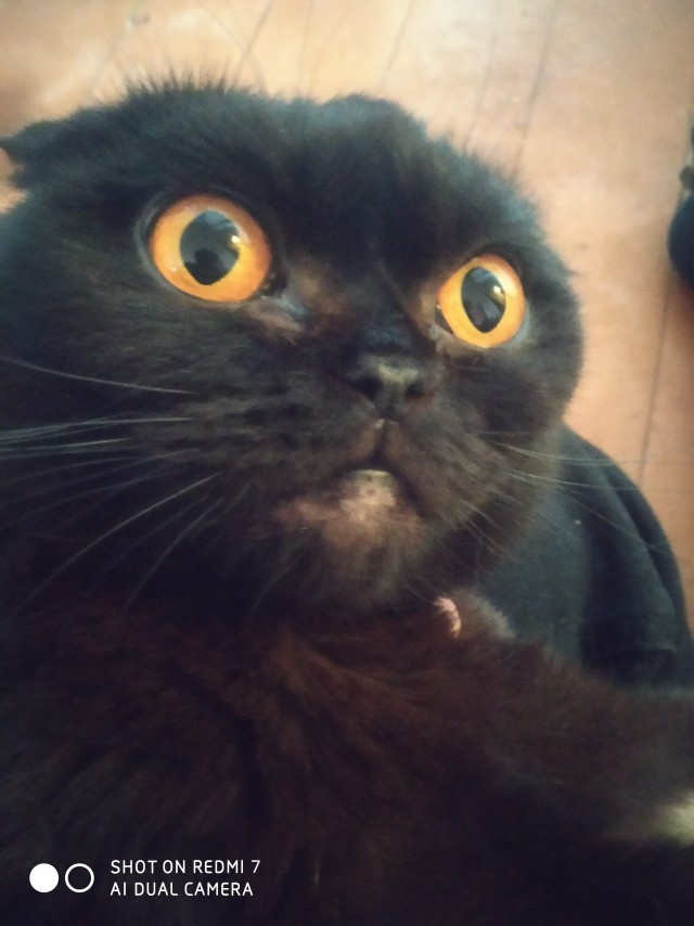 К котовторнику