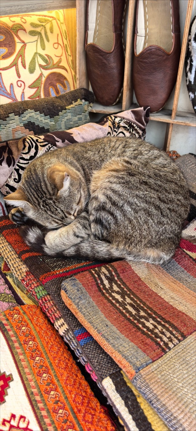 Уличные кошки Стамбула