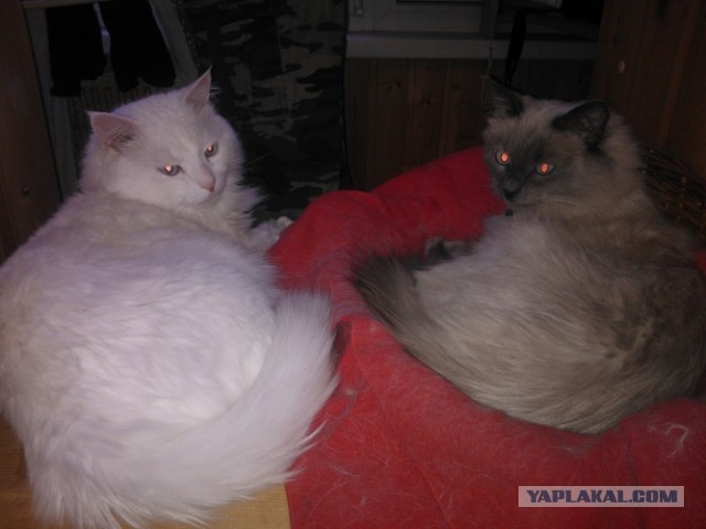Котовторник  30.07.2013
