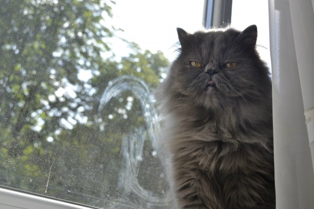 Невыразительные коты