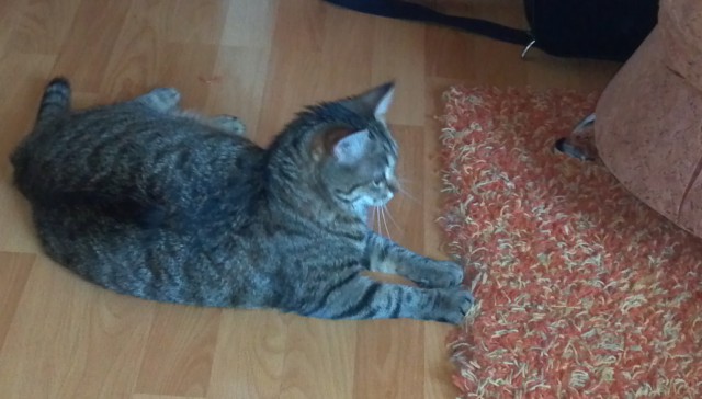 Котовторник 22.10.2013