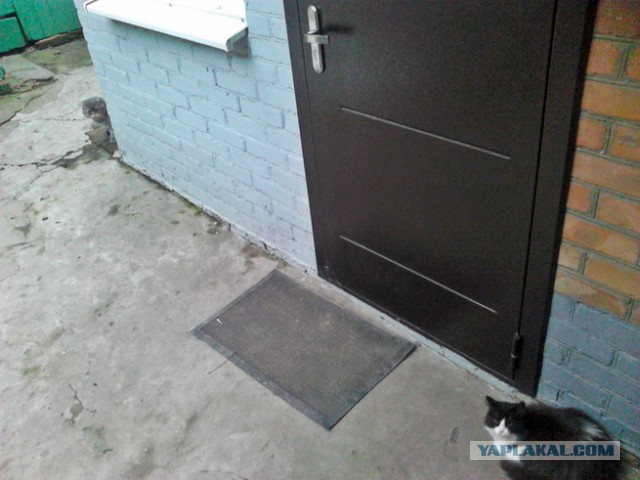 Котовторник 04.03.2014