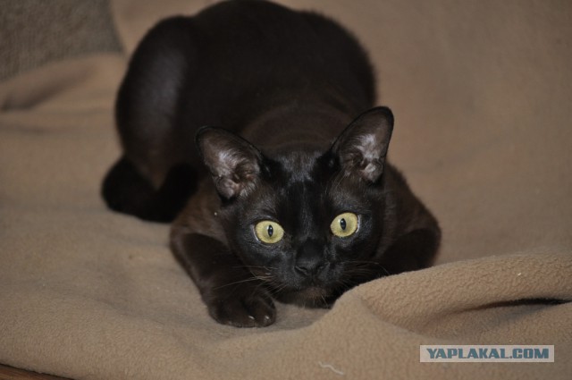 Котовторник 04.03.2014