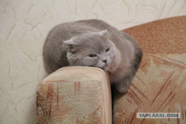 Пришел сегодня кот