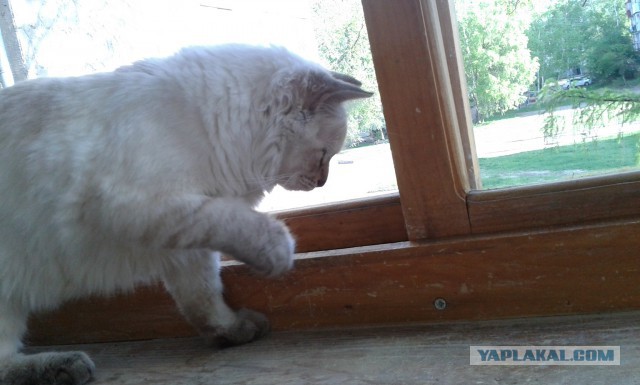 Котовторник 27.5.2014