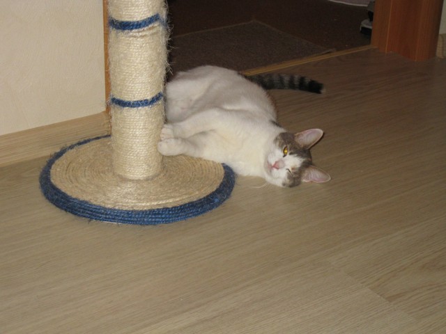 Котовторник  08.07.2014
