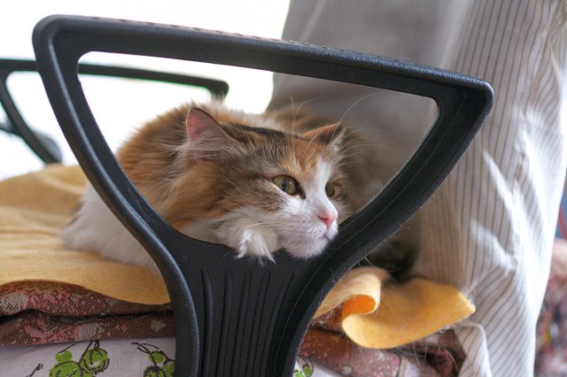 Котовторник 05.08.2014