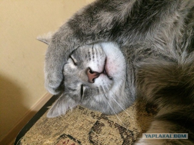 Котовторник 12.08.2014