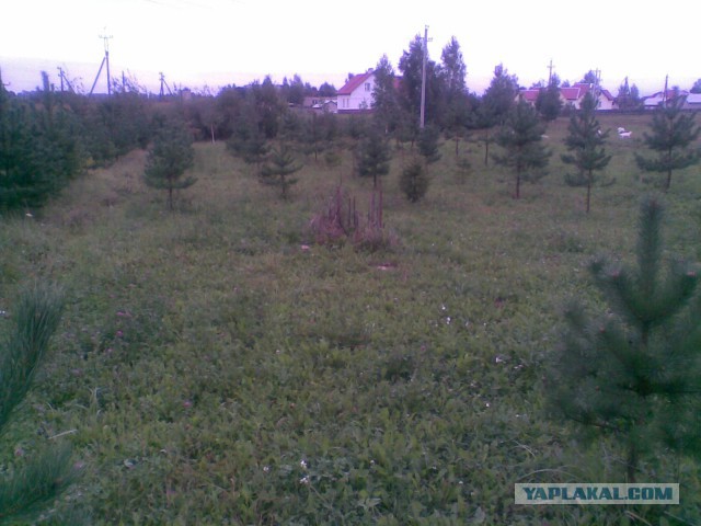 Мои грибочки...