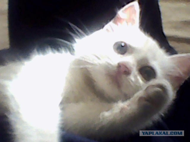 Котовторник 02.09.2014
